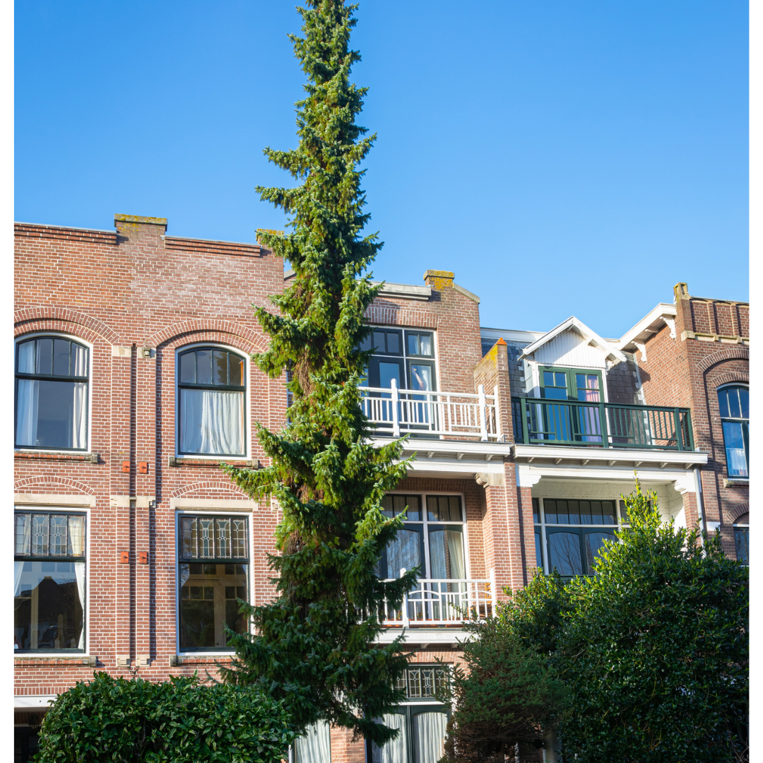 Serbian Spruce Tree Seeds (Picea omorika)