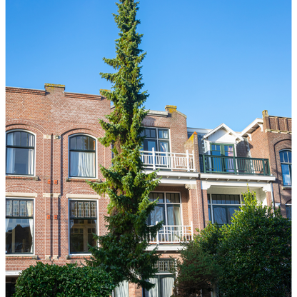 Serbian Spruce Tree Seeds (Picea omorika)