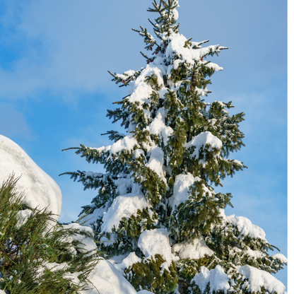 Serbian Spruce Tree Seeds (Picea omorika)