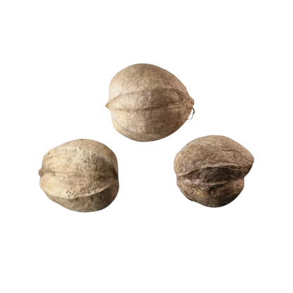 Shellbark Hickory Tree Seeds | Carya laciniosa