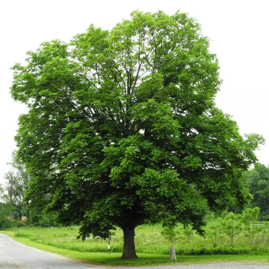 Shellbark Hickory Tree Seeds | Carya laciniosa