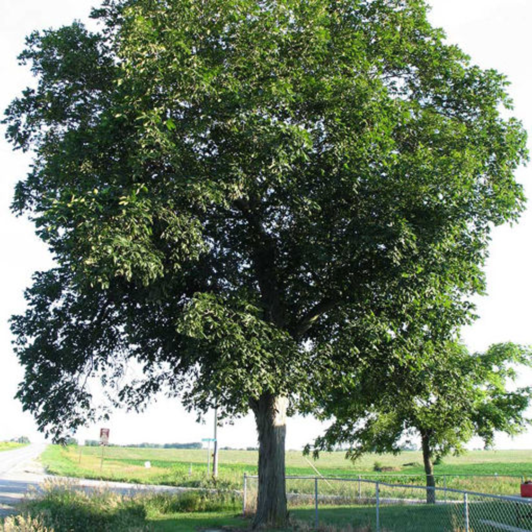 Shellbark Hickory Tree Seeds | Carya laciniosa