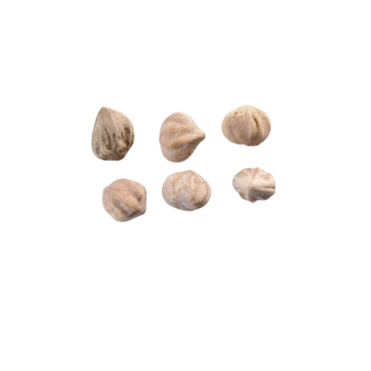 Silky Dogwood Tree Seeds (Cornus Amomum)