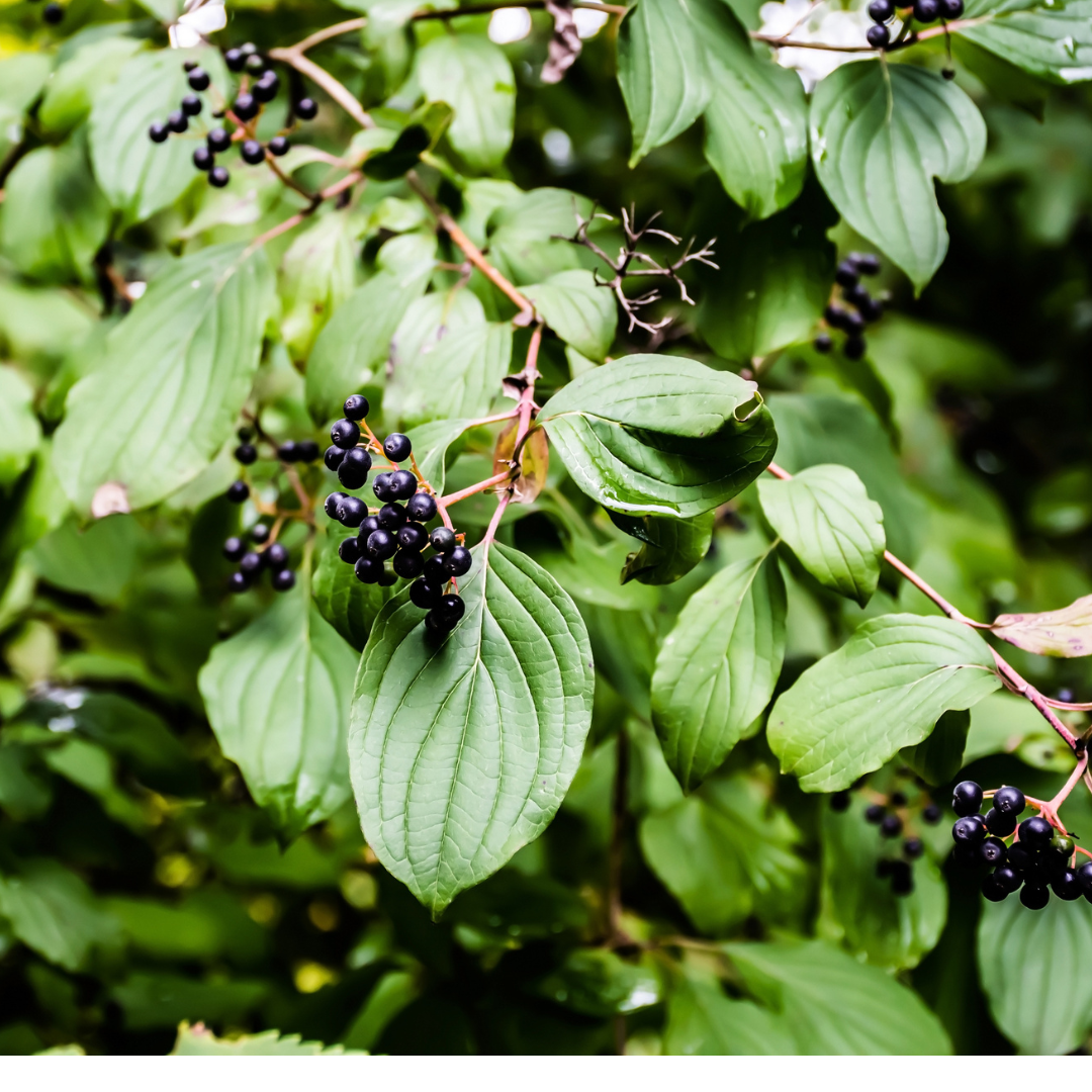 Silky Dogwood Tree Seeds (Cornus Amomum)