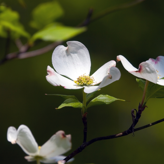Silky Dogwood Tree Seeds (Cornus Amomum)