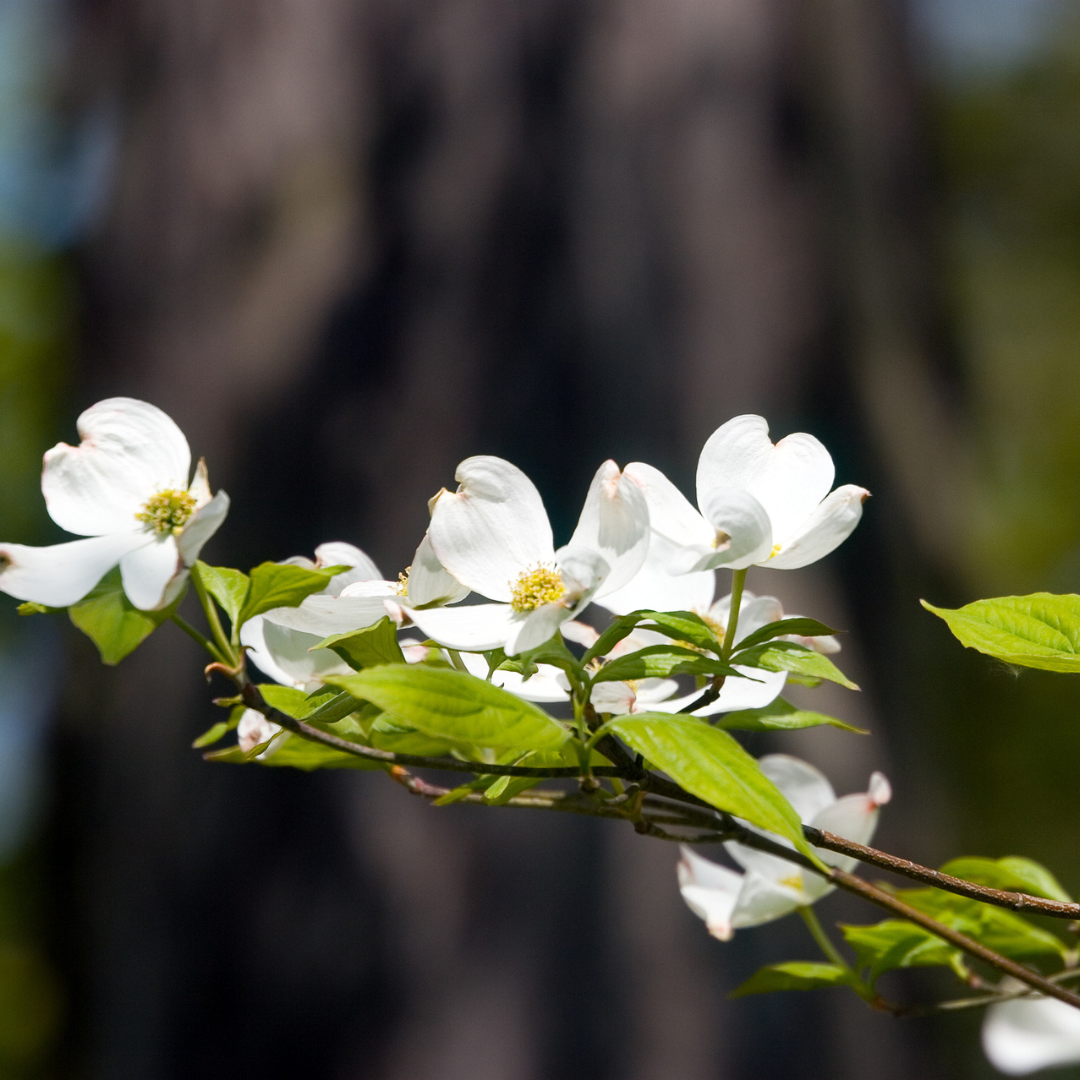 Silky Dogwood Tree Seeds (Cornus Amomum)