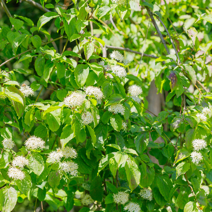 Silky Dogwood Tree Seeds (Cornus Amomum)