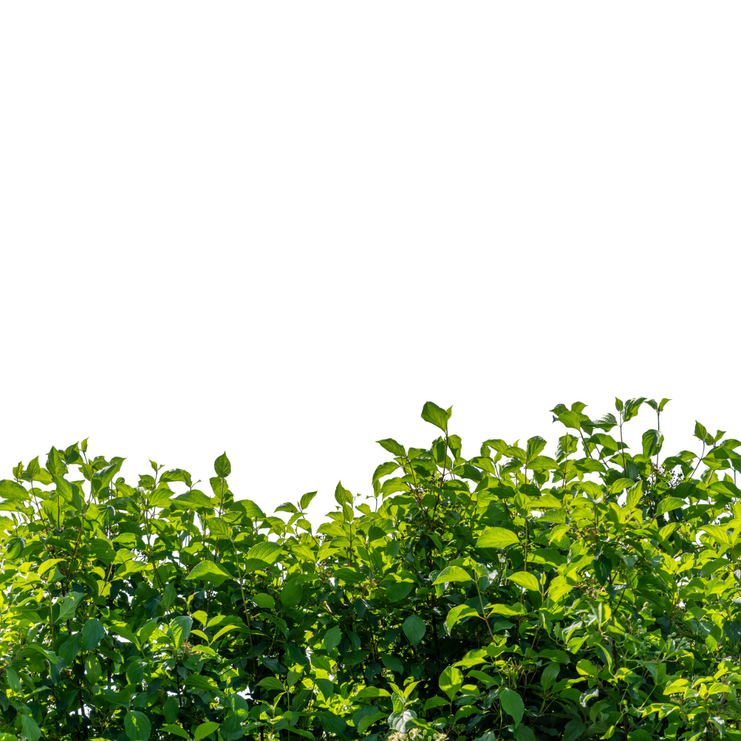 Silky Dogwood Tree Seeds (Cornus Amomum)