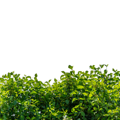 Silky Dogwood Tree Seeds (Cornus Amomum)