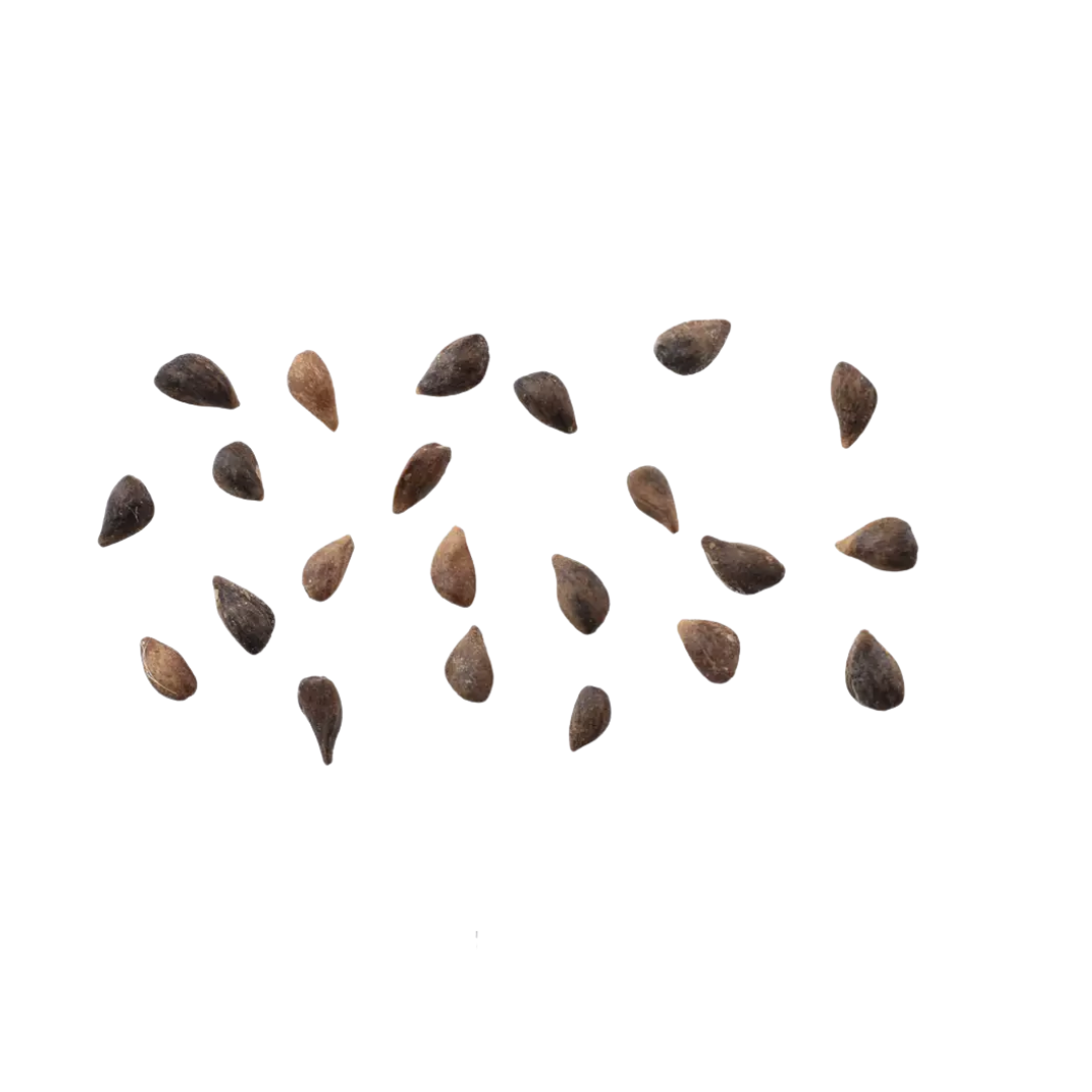 Sitka Spruce (Picea sitchensis)