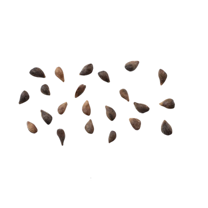 Sitka Spruce (Picea sitchensis)