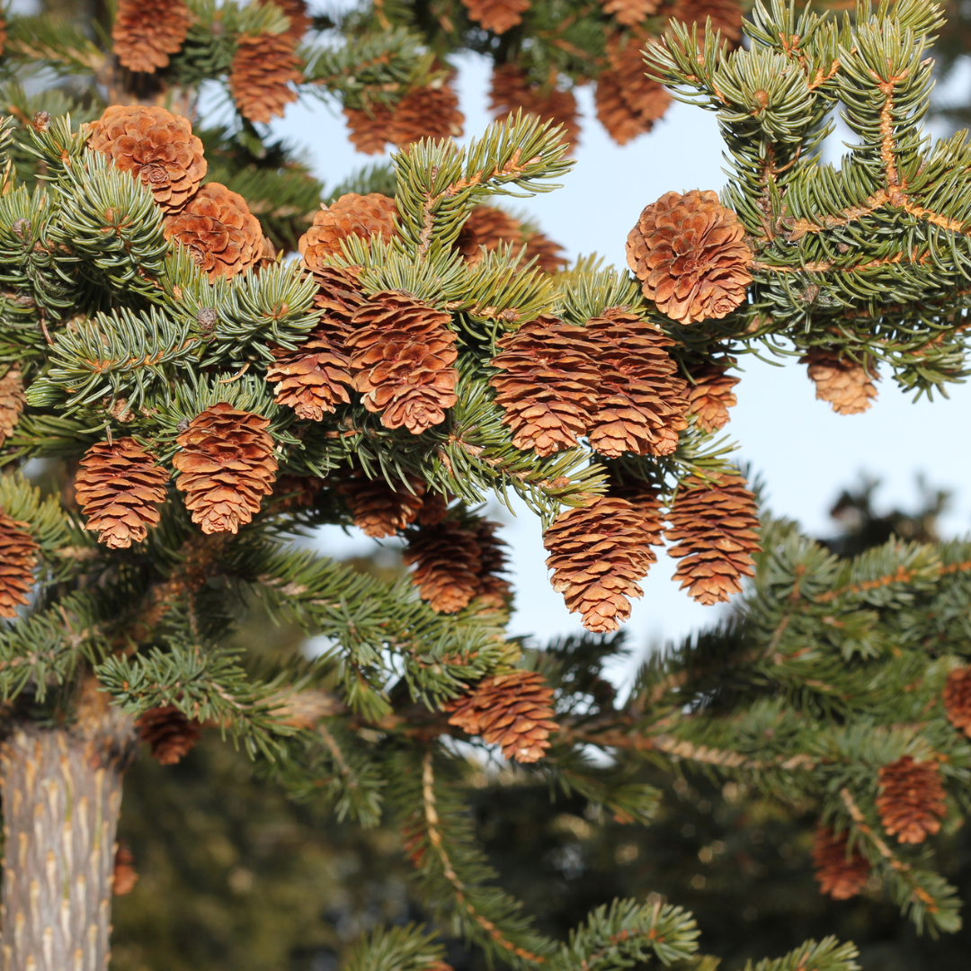 Sitka Spruce (Picea sitchensis)
