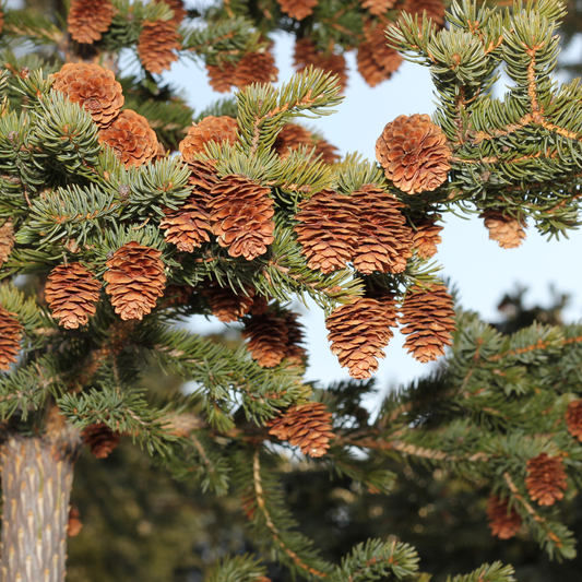 Sitka Spruce (Picea sitchensis)