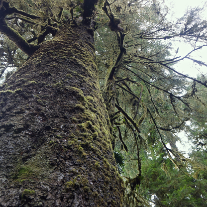 Sitka Spruce (Picea sitchensis)