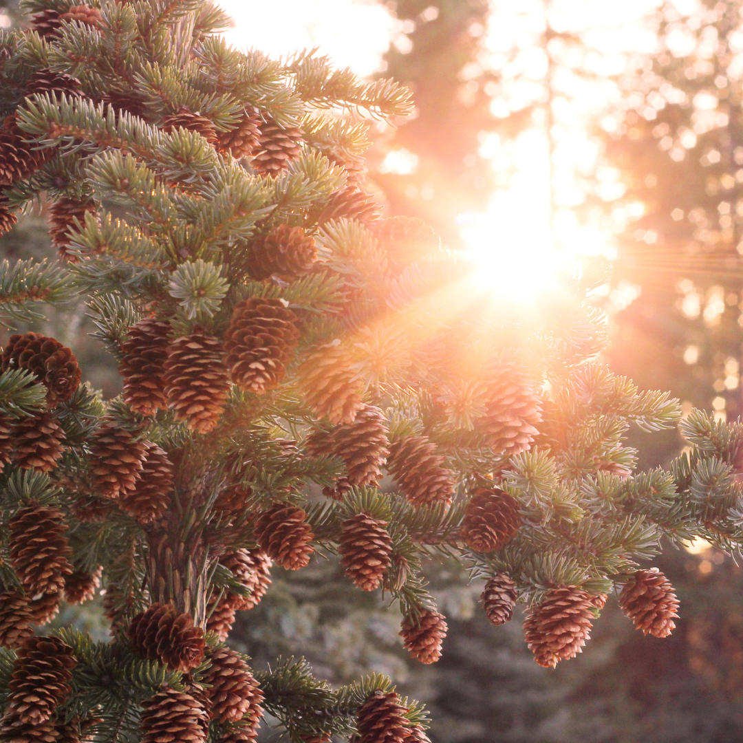 Sitka Spruce (Picea sitchensis)