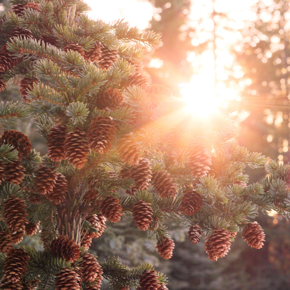 Sitka Spruce (Picea sitchensis)