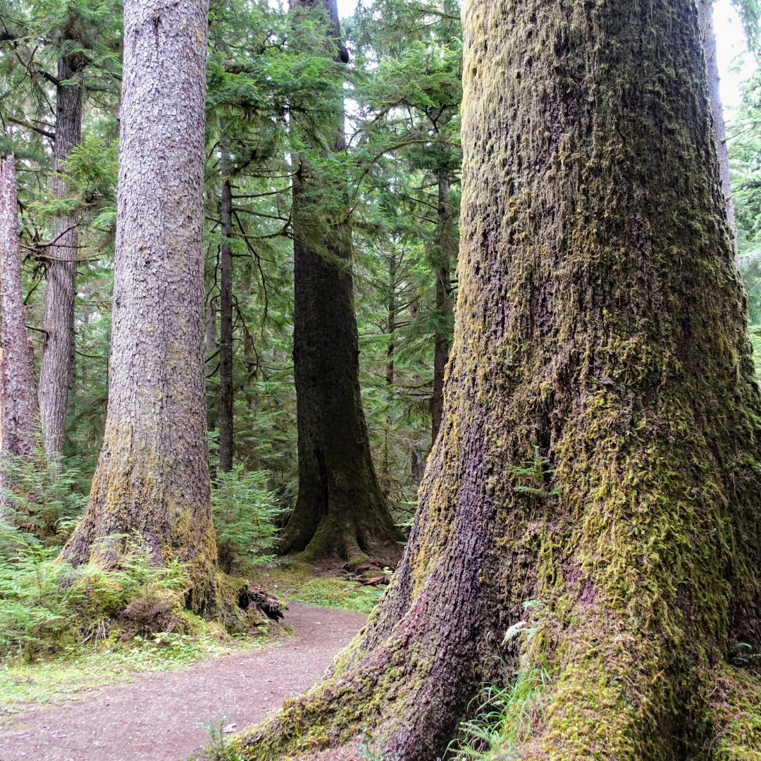 Sitka Spruce (Picea sitchensis)