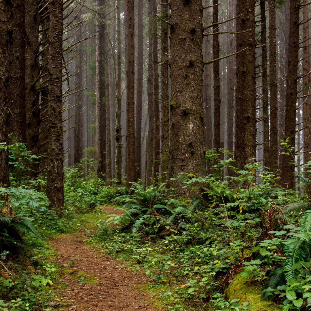 Sitka Spruce (Picea sitchensis)