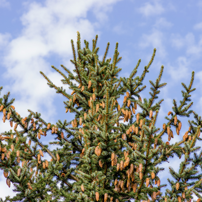Sitka Spruce (Picea sitchensis)