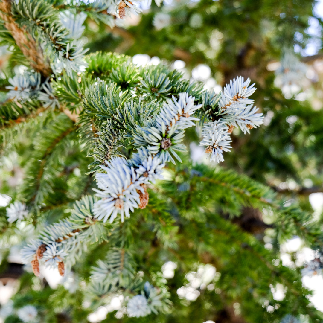 Sitka Spruce (Picea sitchensis)