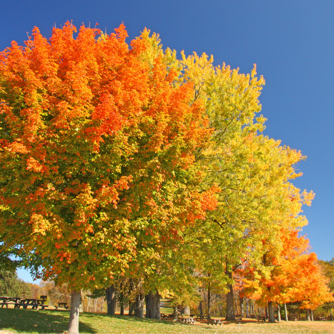 Sugar Maple Tree Seeds (Acer saccharum)