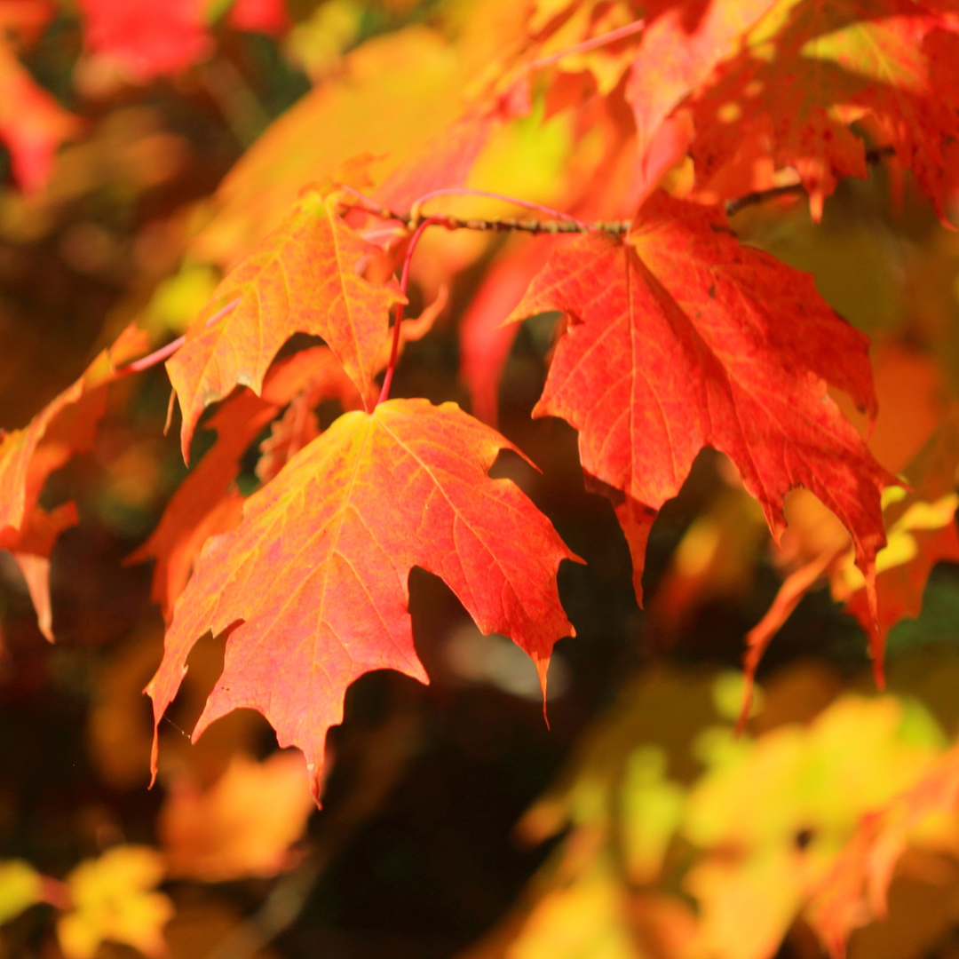 Sugar Maple Tree Seeds (Acer saccharum)
