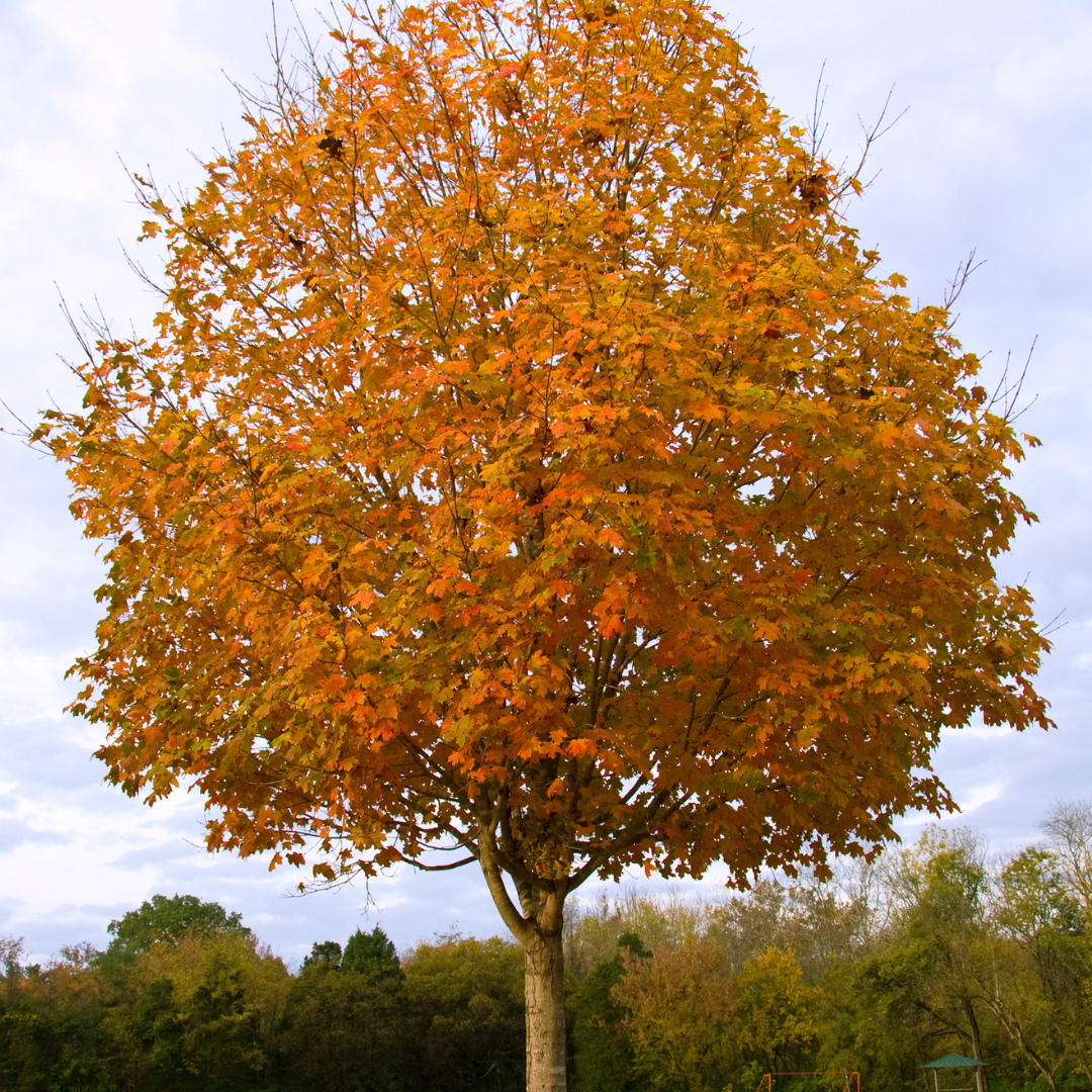 Sugar Maple Tree Seeds (Acer saccharum)