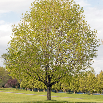 Sugar Maple Tree Seeds (Acer saccharum)