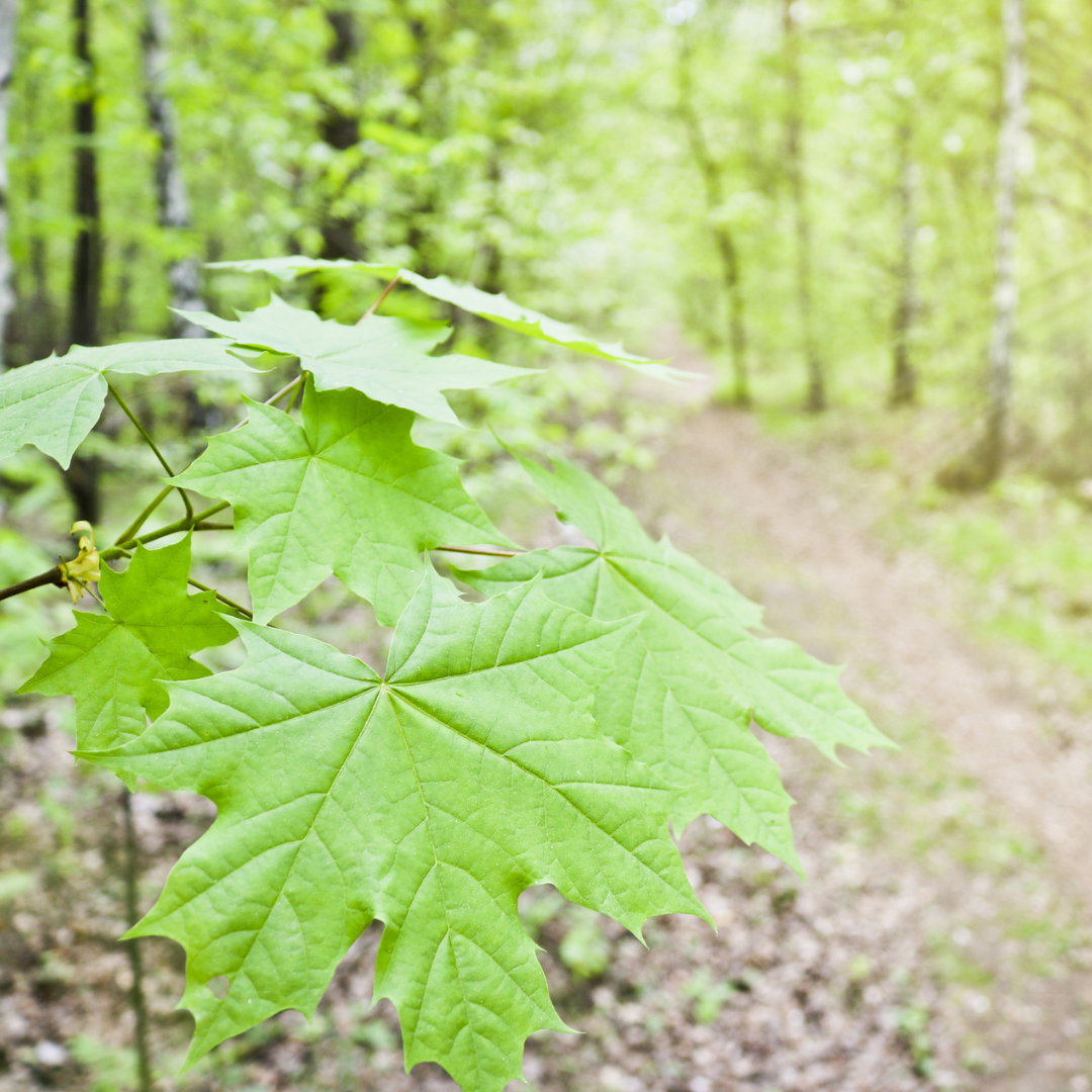 Sugar Maple Tree Seeds (Acer saccharum)