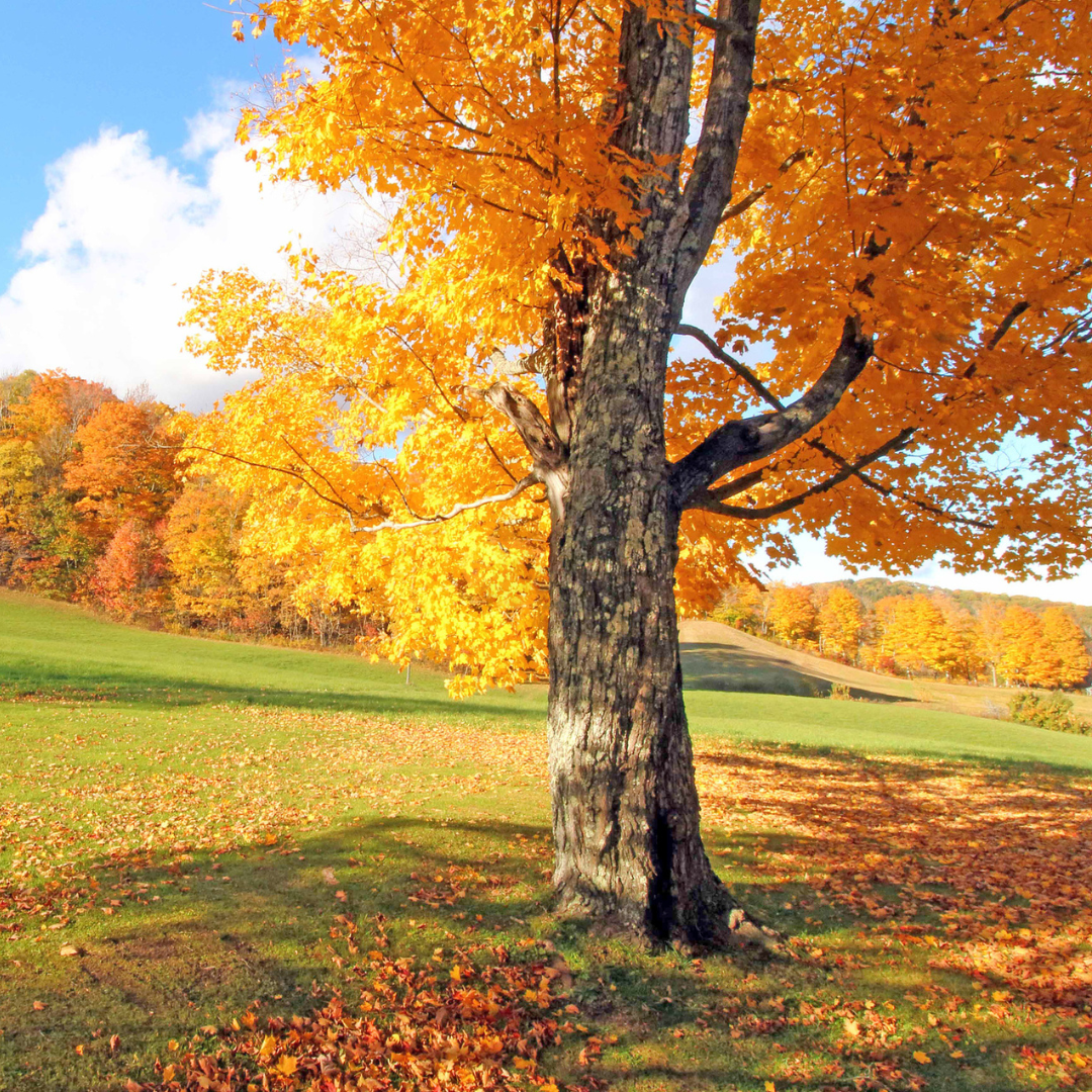 Sugar Maple Tree Seeds (Acer saccharum)