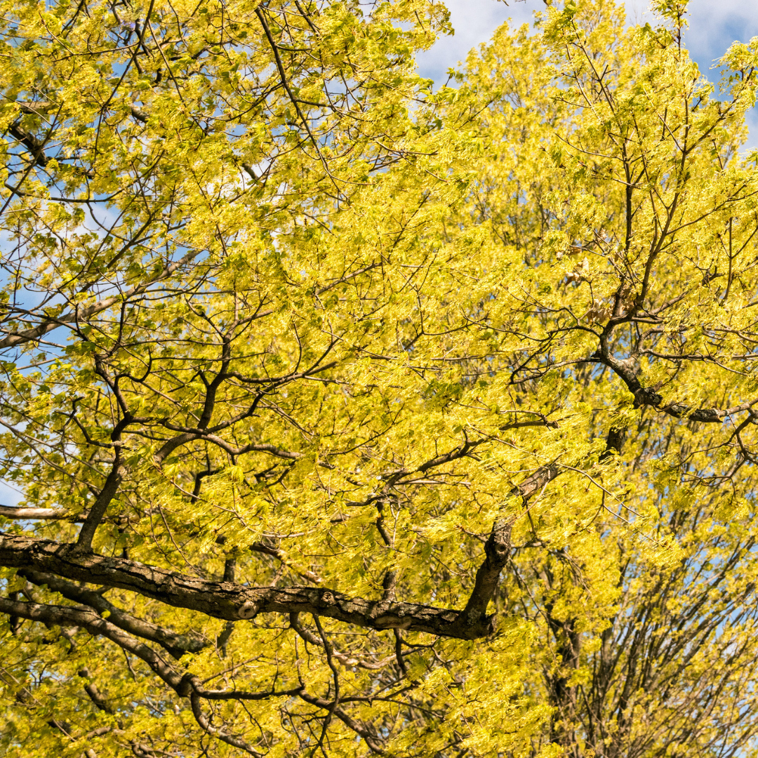 Sugar Maple Tree Seeds (Acer saccharum)