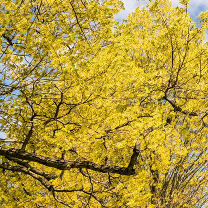 Sugar Maple Tree Seeds (Acer saccharum)