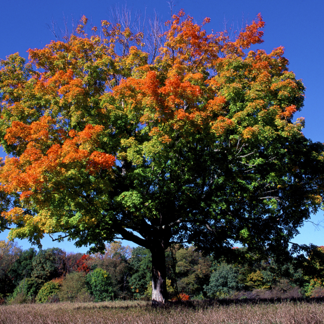 Sugar Maple Tree Seeds (Acer saccharum)