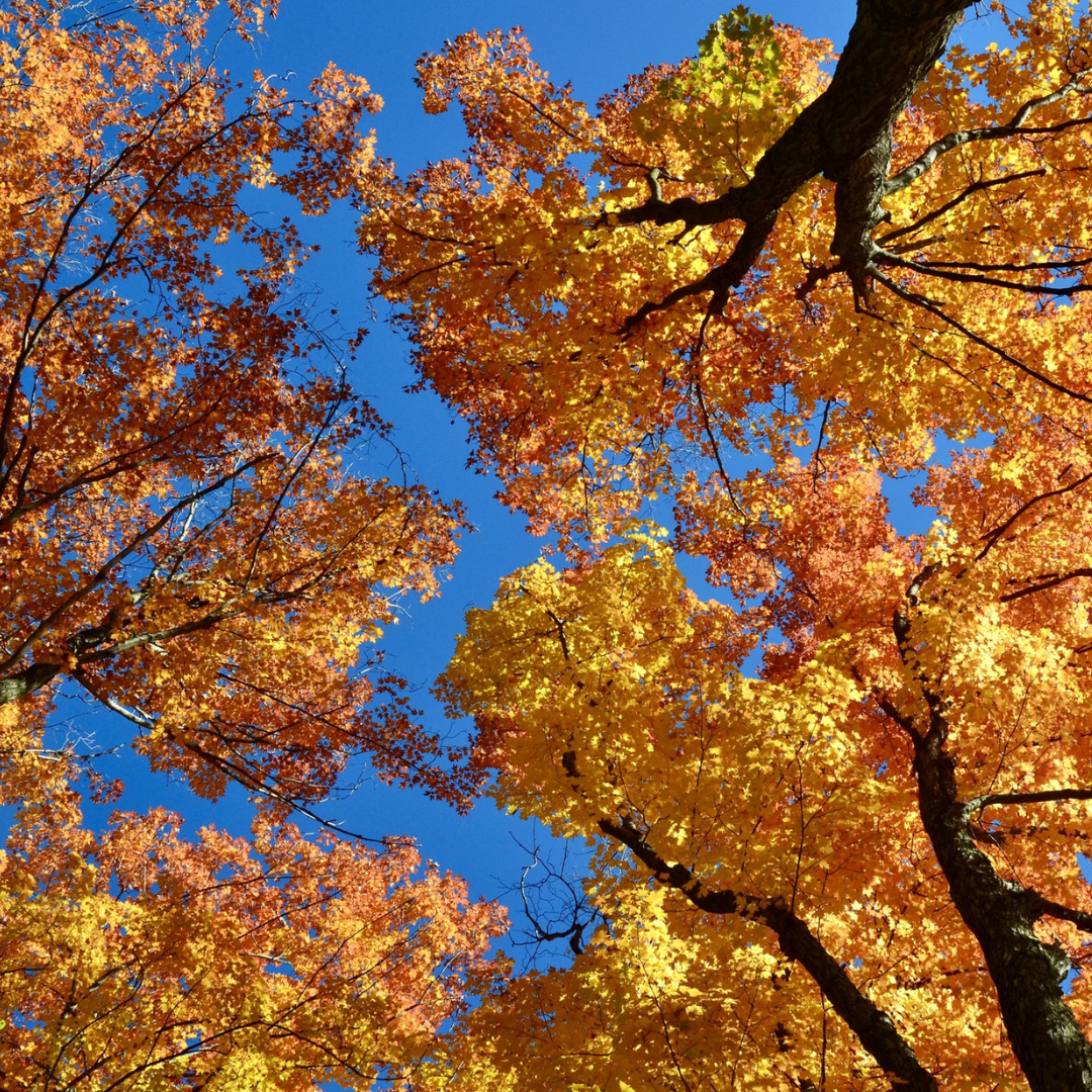Sugar Maple Tree Seeds (Acer saccharum)