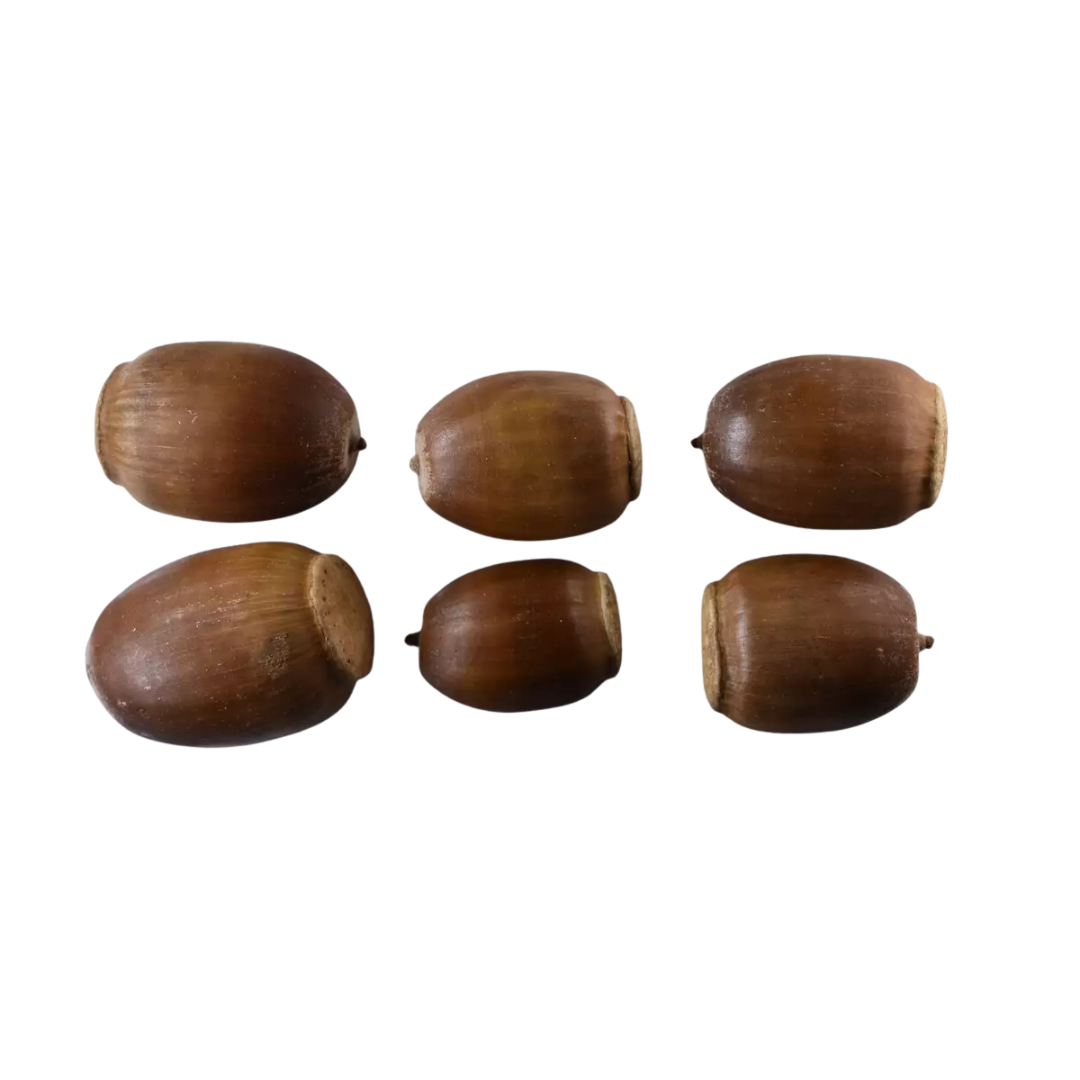 Swamp White Oak Tree Seeds (Quercus Bicolor)