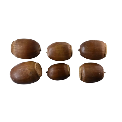 Swamp White Oak Tree Seeds (Quercus Bicolor)