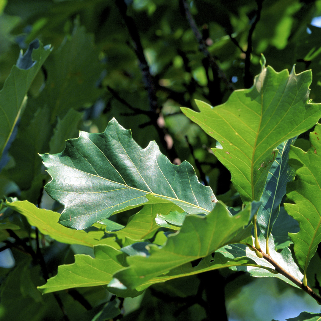Swamp White Oak Tree Seeds (Quercus Bicolor)