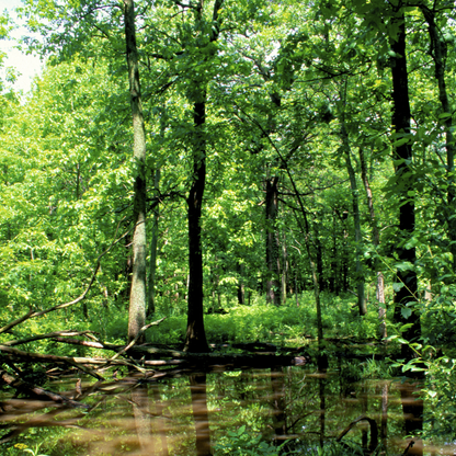 Swamp White Oak Tree Seeds (Quercus Bicolor)