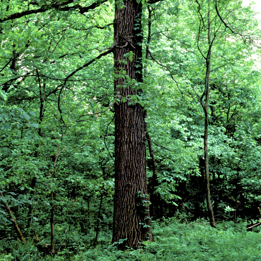 Swamp White Oak Tree Seeds (Quercus Bicolor)