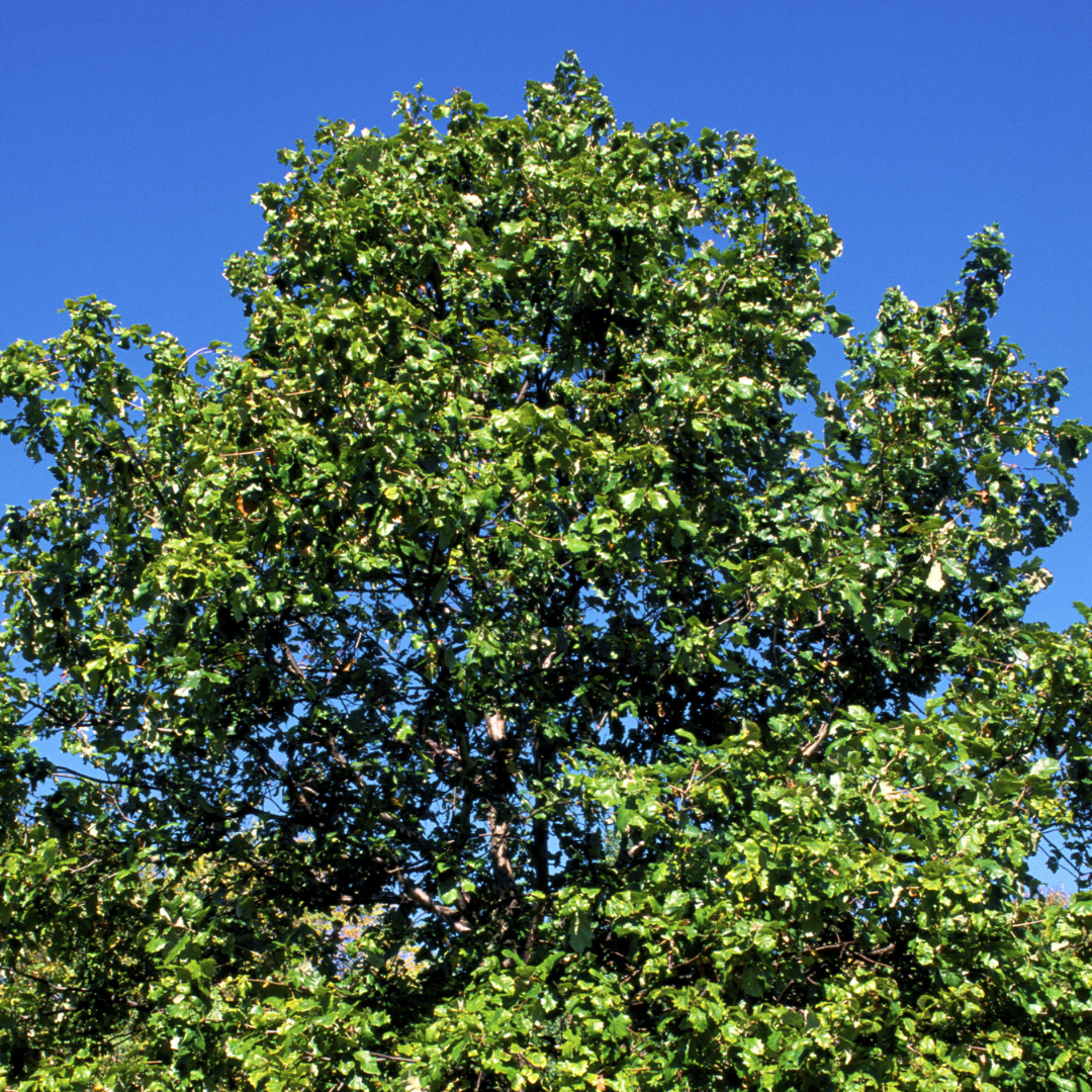 Swamp White Oak Tree Seeds (Quercus Bicolor)