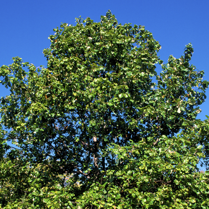 Swamp White Oak Tree Seeds (Quercus Bicolor)