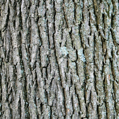 Swamp White Oak Tree Seeds (Quercus Bicolor)