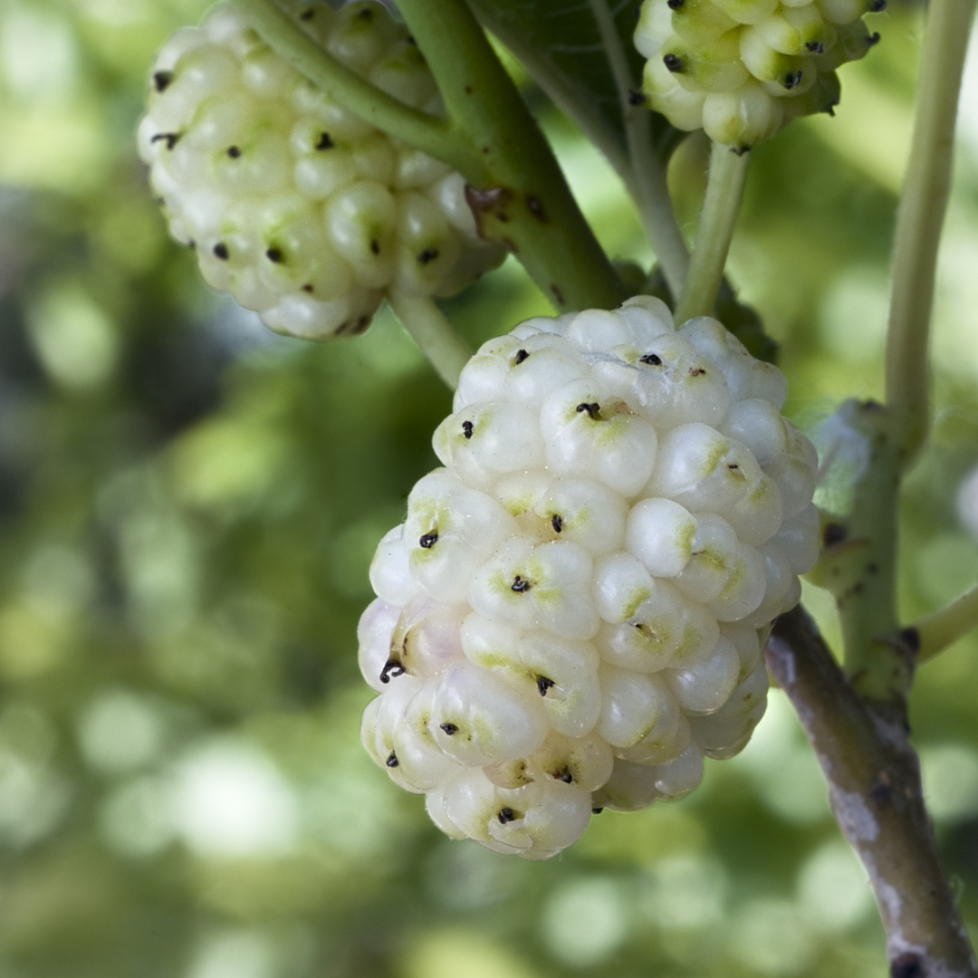 White Mulberry-Morus alba