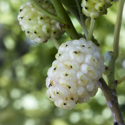 White Mulberry-Morus alba