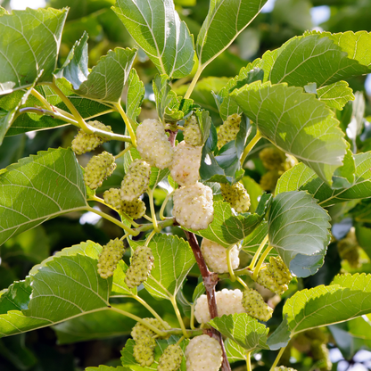 White Mulberry-Morus alba