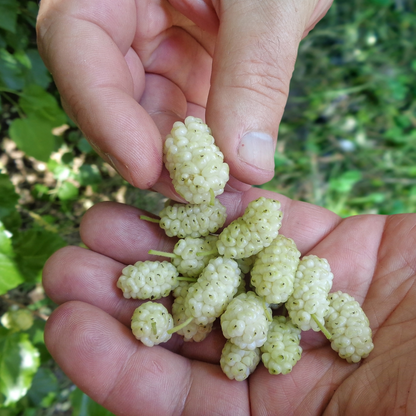 White Mulberry-Morus alba