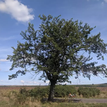 White Mulberry-Morus alba
