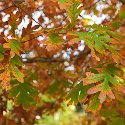 White Oak Tree Seeds | Quercus alba