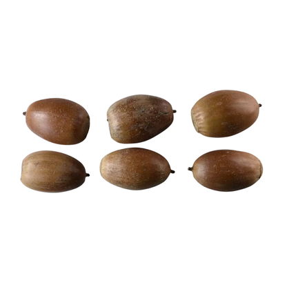 White Oak Tree Seeds | Quercus alba
