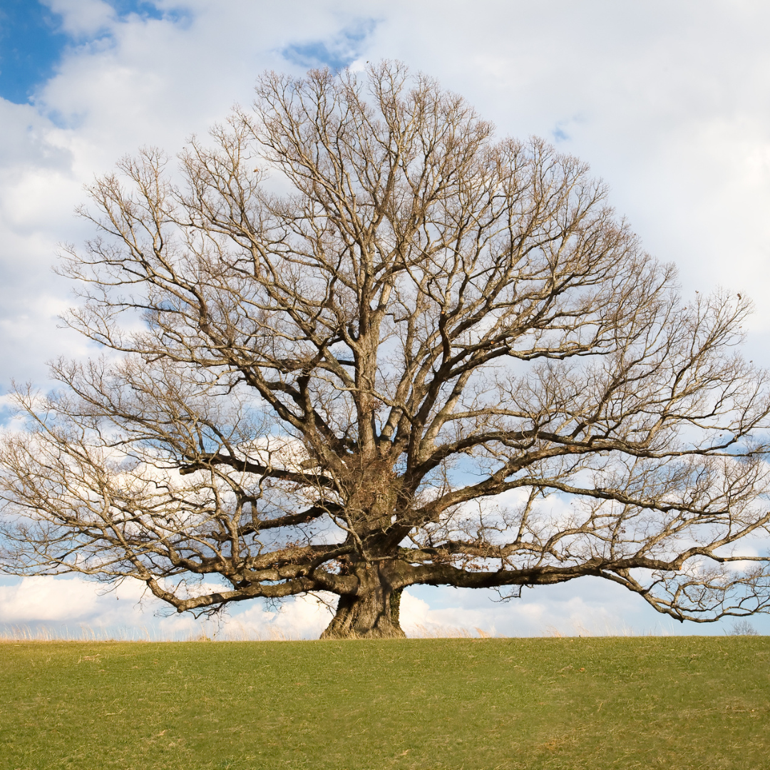 White Oak Tree Seeds | Quercus alba
